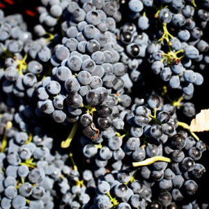 Muscat Grapes - 1Kg - Les Gastronomes