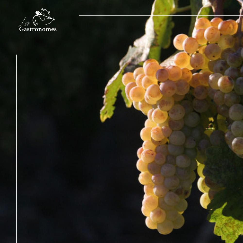 White Chasselas Grapes - 500g - Les Gastronomes